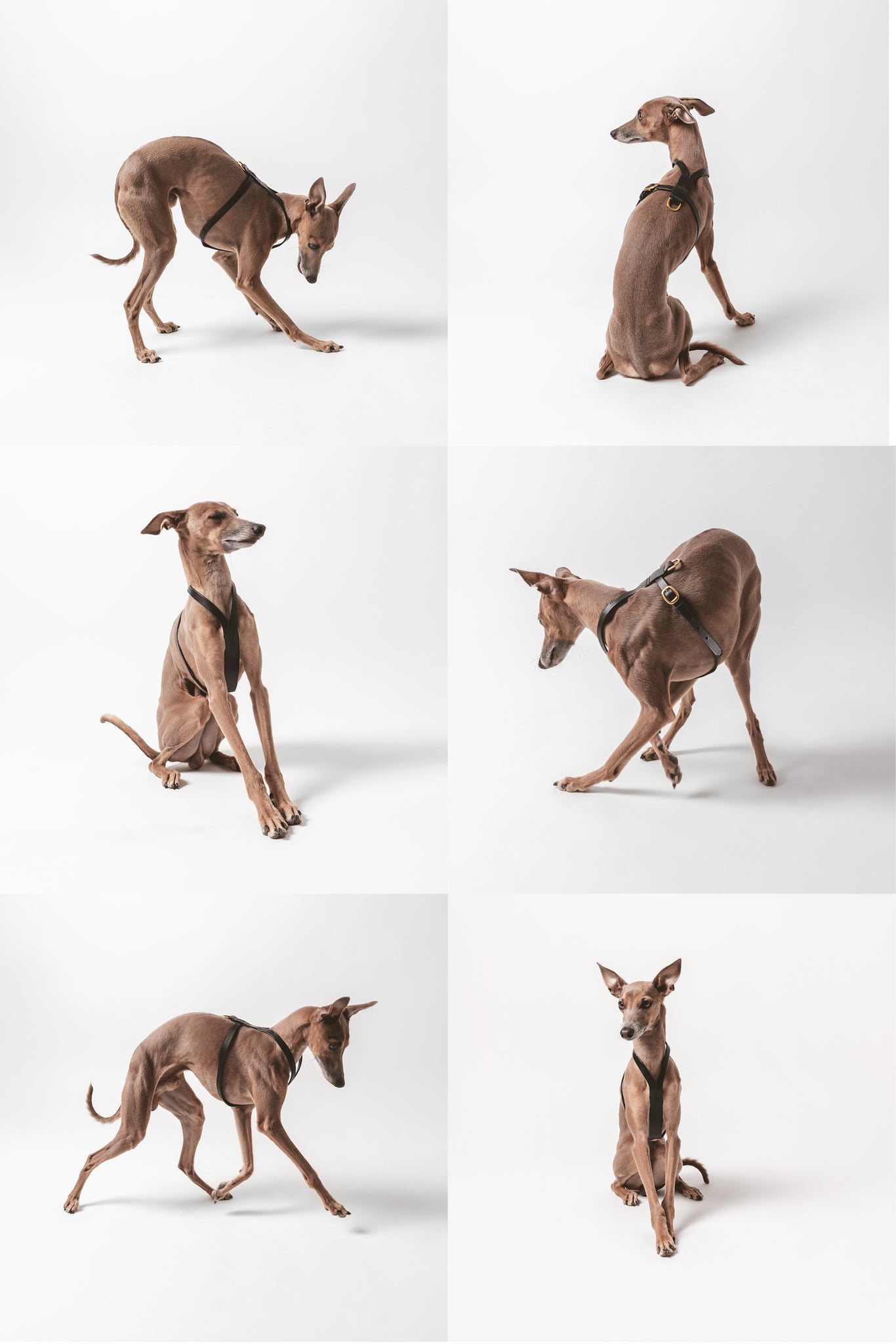 Italian Greyhound wearing Canem Studio harness