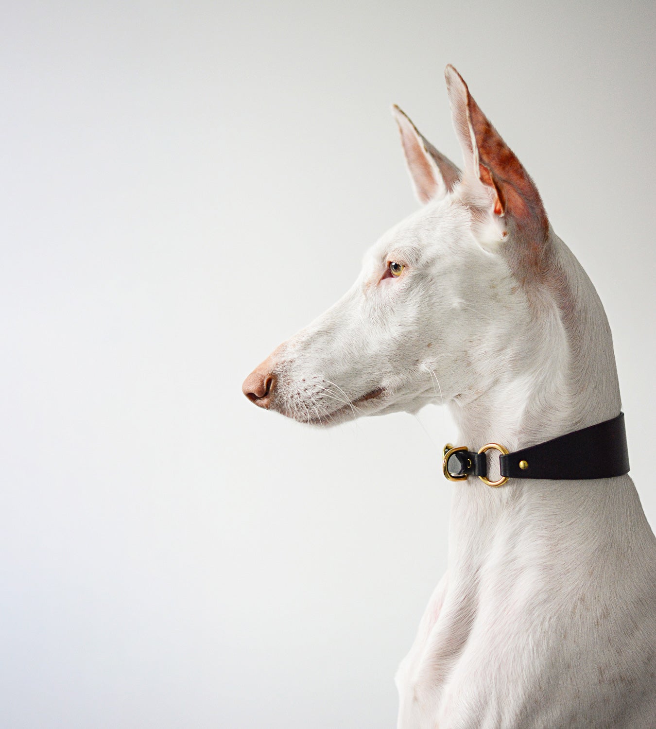 ROUE / sighthound collar