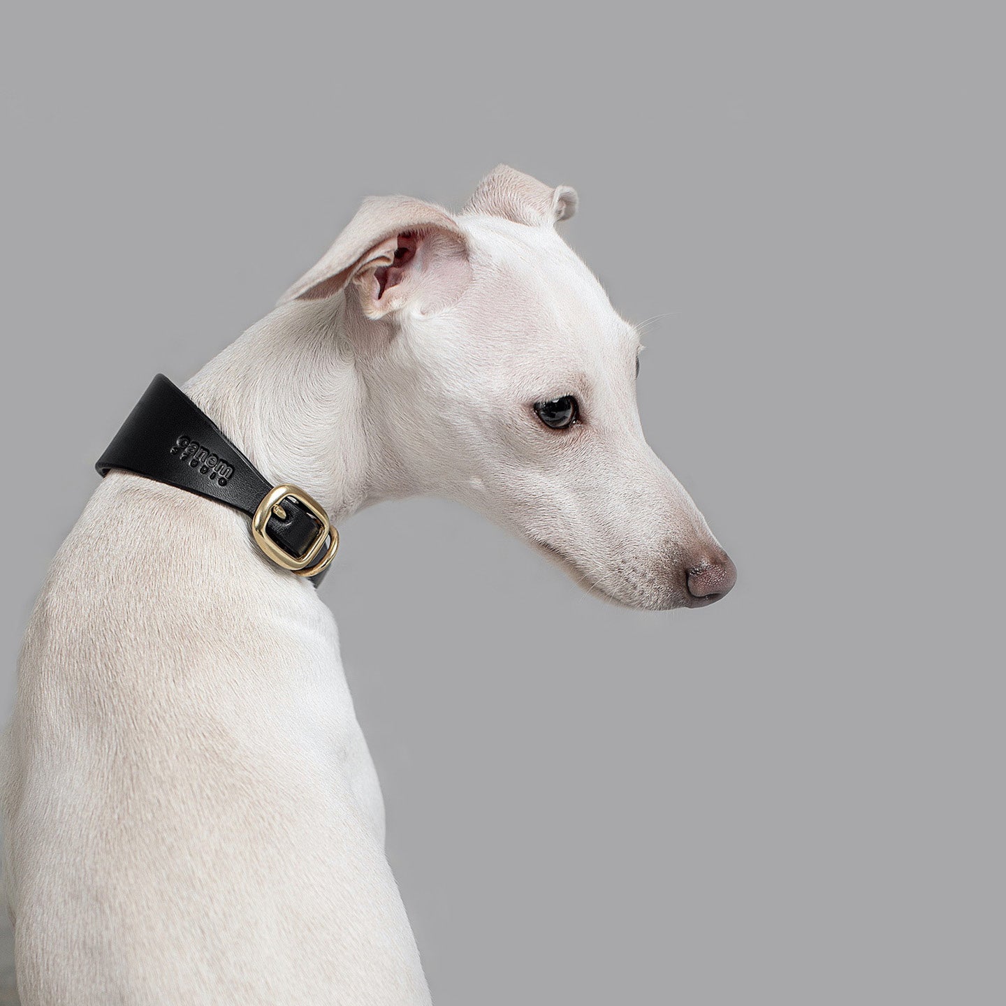 ROUE / sighthound collar