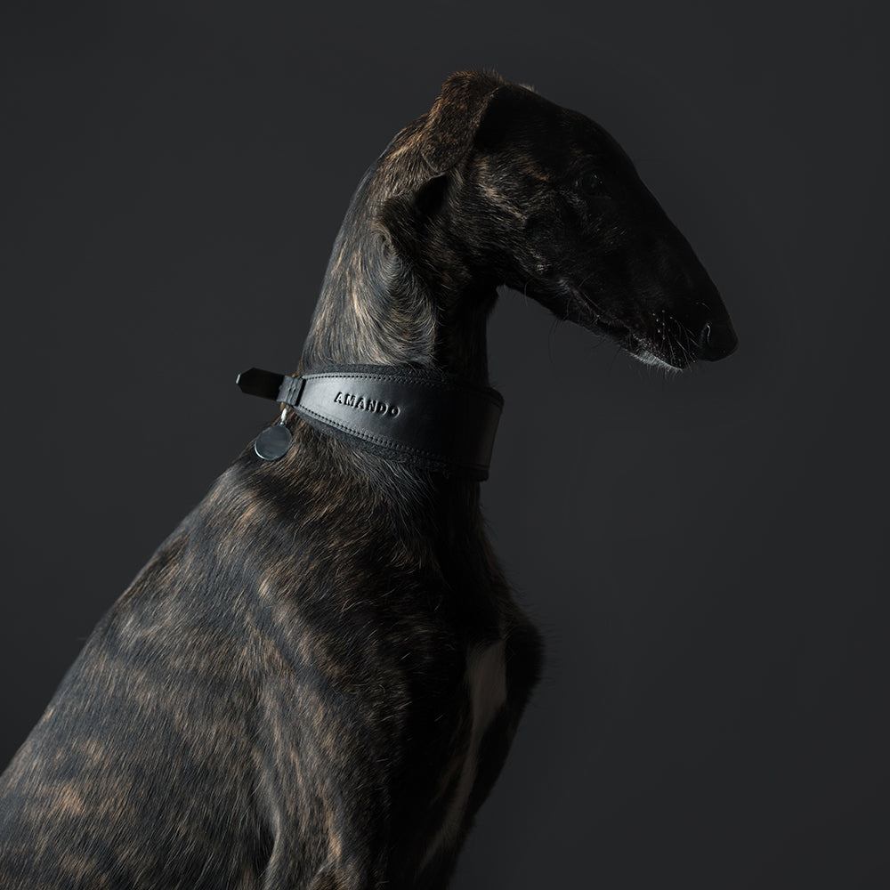 ASH / Sighthound collar
